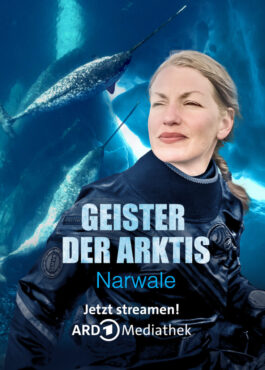 06-geister-der-arktis-narwale-4_5